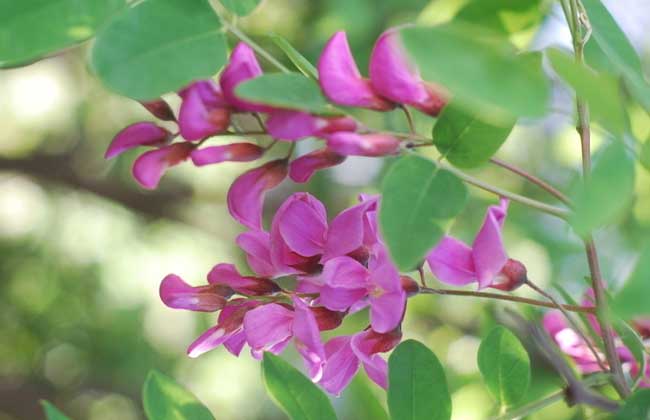 槐花一般幾月開(kāi)花？