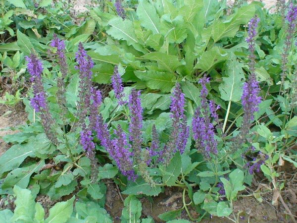 藍花鼠尾草圖片