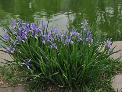 馬蓮花和馬蘭花是同一種花嗎？