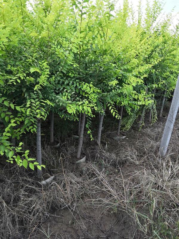 美植袋容器金葉榆