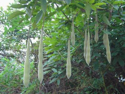 皂角樹(shù)鎮(zhèn)宅和辟邪功能