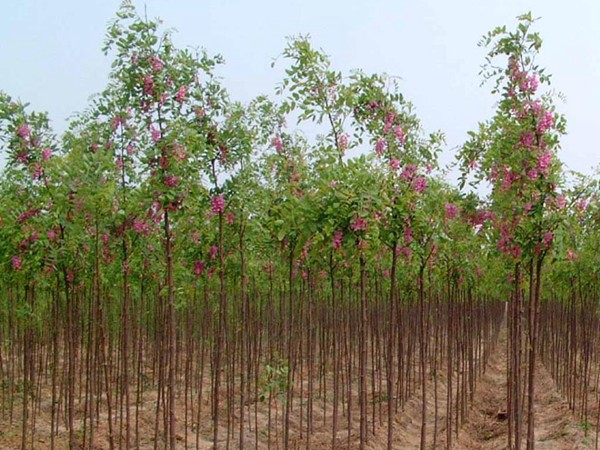 香花槐