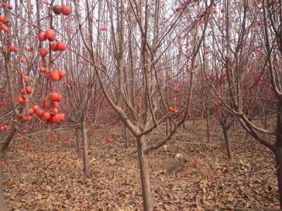 冬紅果海棠什么時候開花 ？