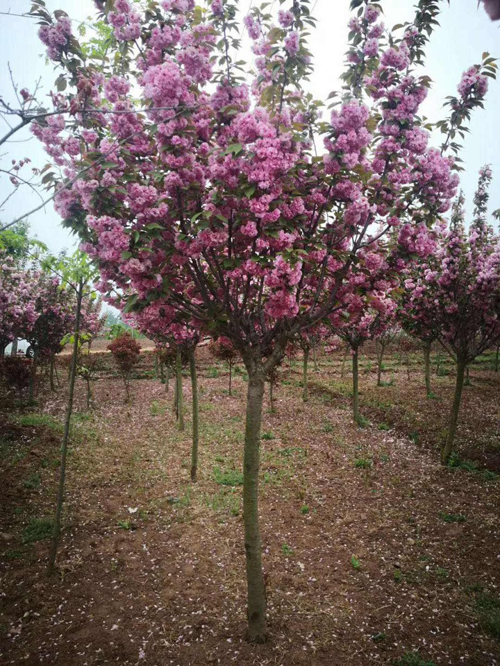 櫻花樹(shù)