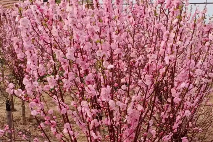 榆葉梅花期果期都是幾月