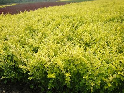 金葉絲棉木開(kāi)花是什么顏色