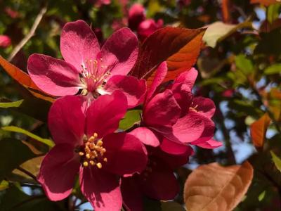 北美海棠幾月開(kāi)花