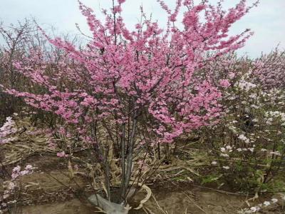 重瓣榆葉梅一年開(kāi)幾次花